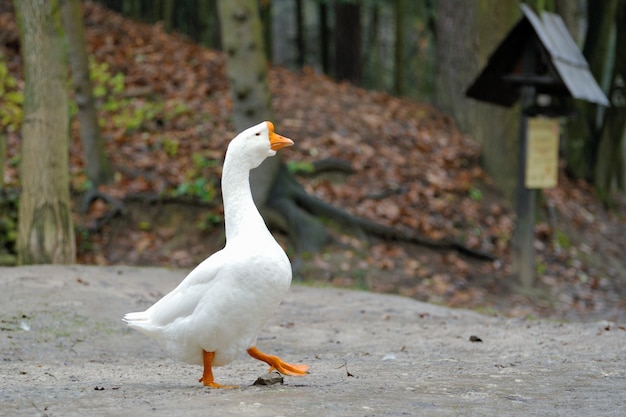 Side view of white goose close up .