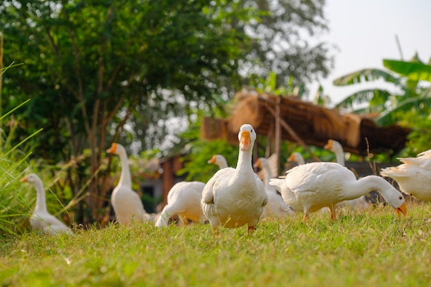 Вид сбоку белого гуся, стоящего на зеленой траве