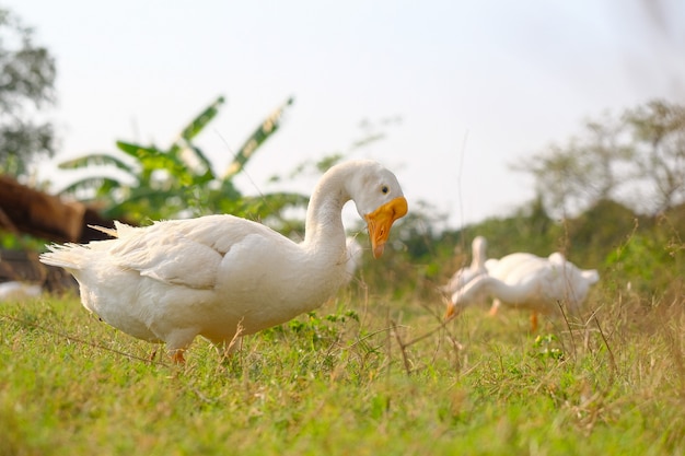 Side view of white goose standing on green grass