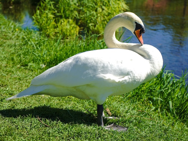 side view of white swan at lakeshore