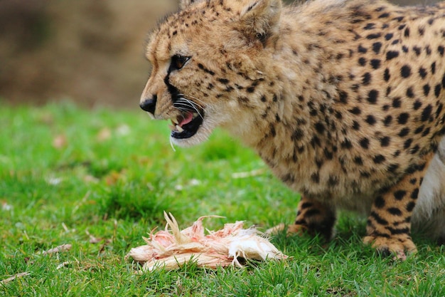 Photo side view of wild animal on grass