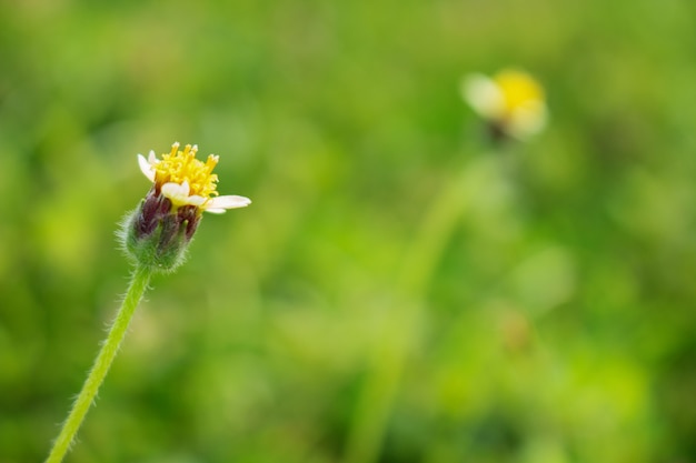 측면보기 야생의 꽃