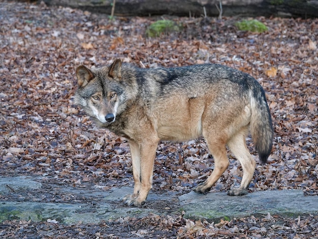 Side view of wolf standing on field