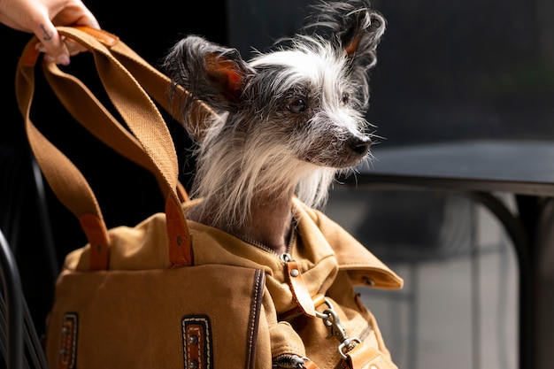 Foto cane di trasporto della donna di vista laterale in borsa