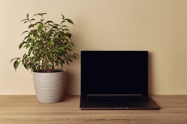 Side view to workspace desk. Laptop with blank screen and potted plant.