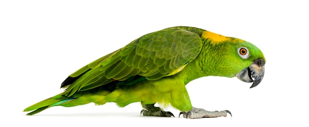 Side view of a Yellow-naped parrot walking (6 years old), isolated on white