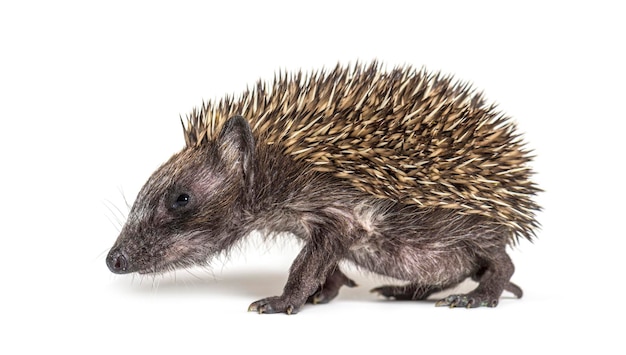 Side view of a Young European hedgehog walking away isolated on white