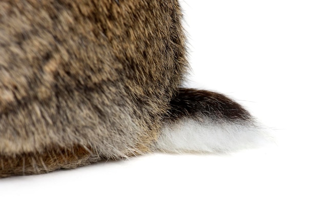 Side view of a Young European rabbit Bunny tail