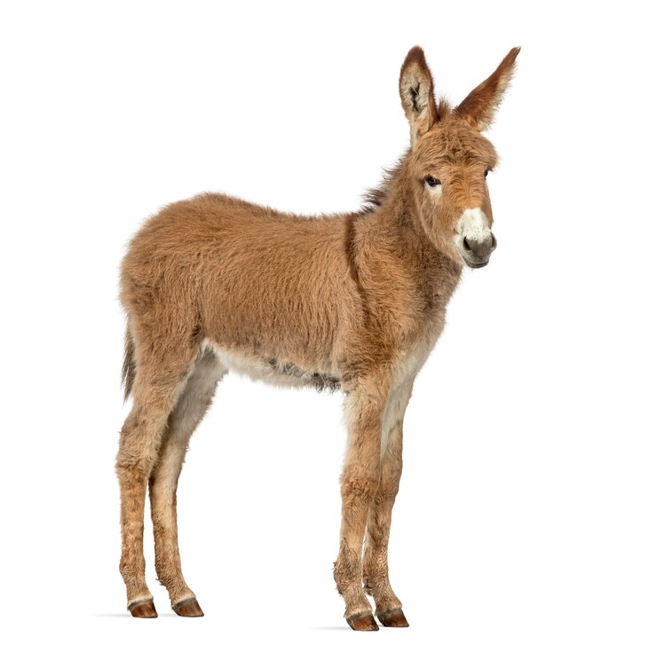 Photo side view of a young provence donkey, foal isolated on white