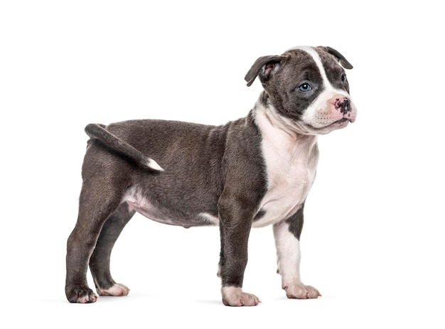 Side view of a young puppy American Bully standing isolated