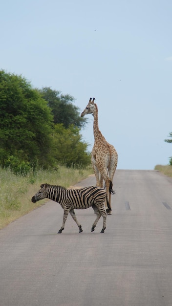 Photo side view of zebra crossing