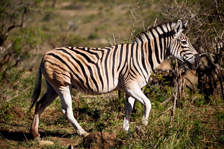 Photo side view of zebra standing on plants