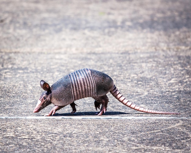 Foto vista laterale di una zebra che cammina sulla strada