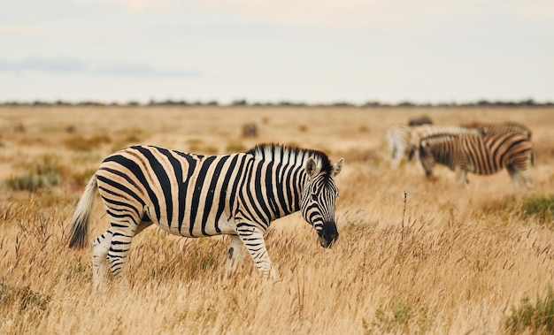 Side view Zebra in the wildlife at daytime