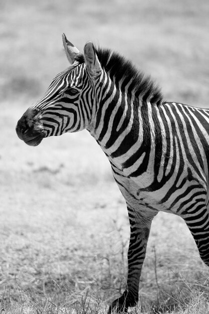 Foto vista laterale di una zebra