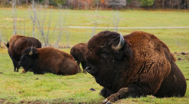 Foto vista laterale se un bisonte seduto su uno sfondo pianeggiante di erba verde