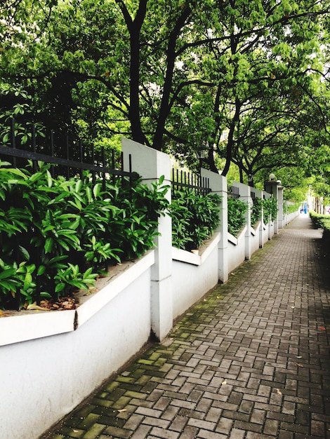 Sidewalk along trees