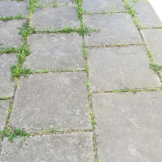 A sidewalk with grass growing through it