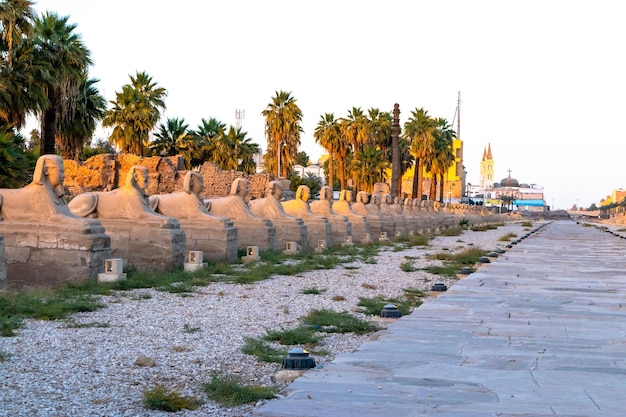 A sidewalk with palm trees and a stone walkway with a stone walkway leading to the beach.