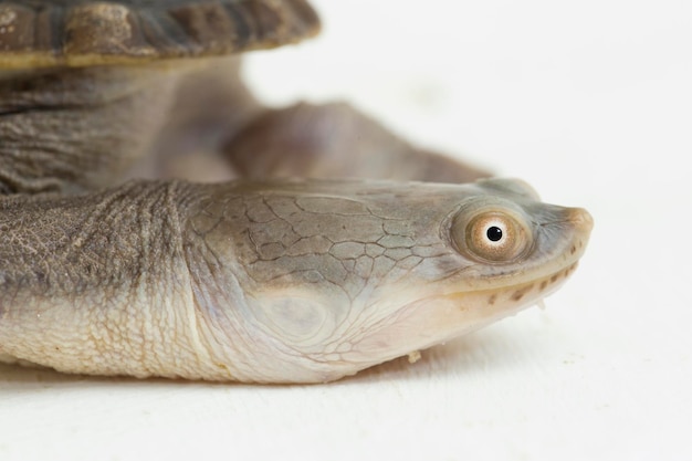 Siebenrocks snake necked turtle isolated on white background