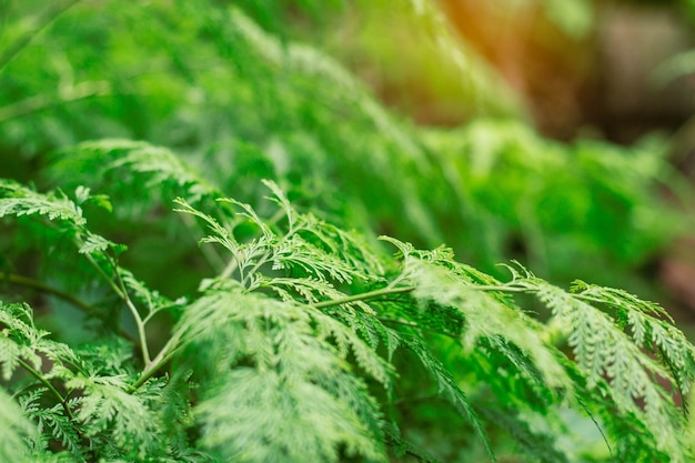 Sierbladeren met groene natuur.