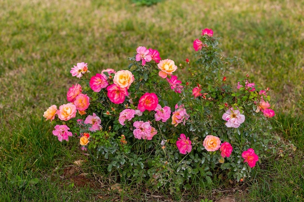 Sierbloemen gekweekt in de tuin