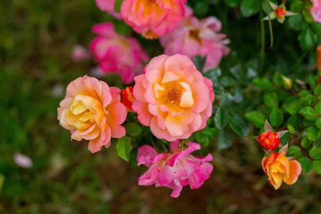 Sierbloemen gekweekt in de tuin