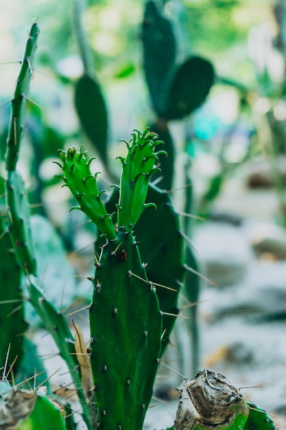 Siercactussen van verschillende soorten worden in park geplant Stekelige cactussen van verschillende soorten worden in bloembed geplant Landschap van verschillende soorten cactussen