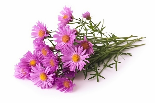 Sierlijke Asters takje paarse Aster Amellus bloemen geïsoleerd op wit