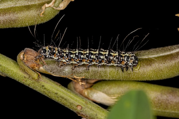 Sierlijke Bella Moth Caterpillar