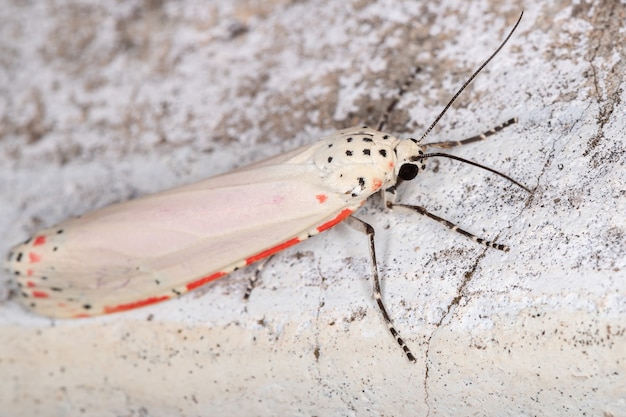 Sierlijke Bella Moth van de soort Utetheisa ornatrix