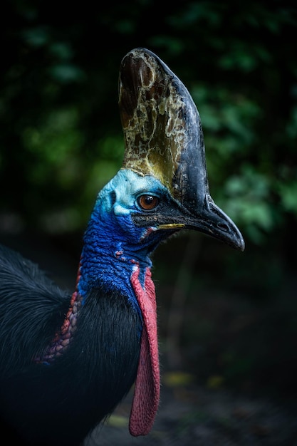 Sierlijke exotische heldere kasuaris, vogelportret, verbazingwekkende dieren in het wild