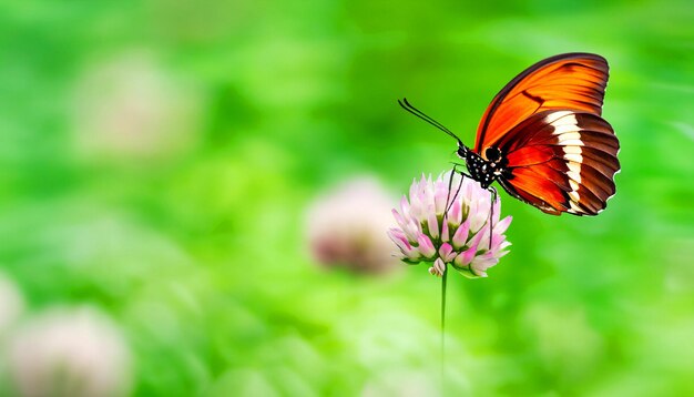 Sierlijke ontmoeting met een monarchvlinder die op een bloemplant rust en het licht en de schoonheid van de natuur betovert