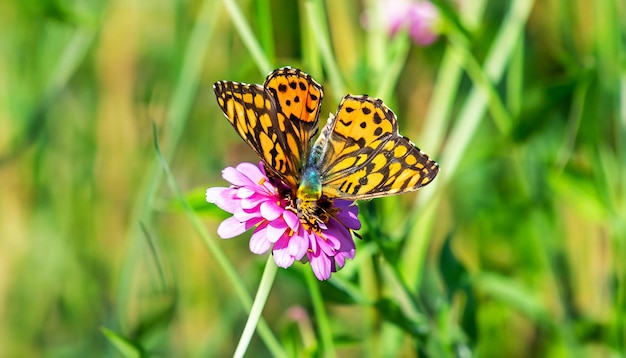 Sierlijke ontmoeting met monarchvlinder die op een bloemplant rust en het licht en de schoonheid van de natuur fascineert