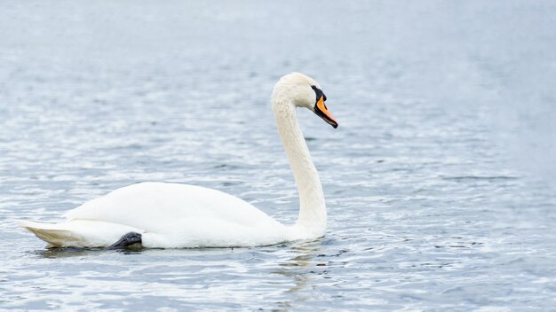 Sierlijke witte zwaan op de rivier, zwanen in het wild. portret van een zwaan, kopieer ruimte voor tekst