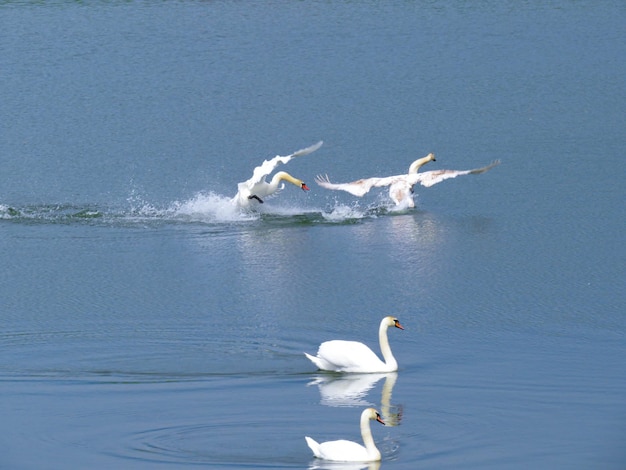 Sierlijke witte zwaan zwemmen in het meer zwanen in het wild