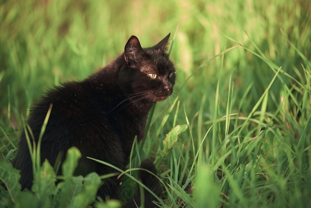 Sierlijke zwarte kat midden in het groen Een boeiend buitenportret Majestueuze kat