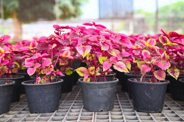 Siernetel in pot rood en roze blad van de siernetelplant Plectranthus scutellarioides