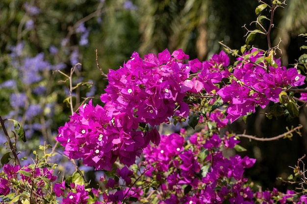 Sierplant bloemen van de soort Bougainvillea glabra