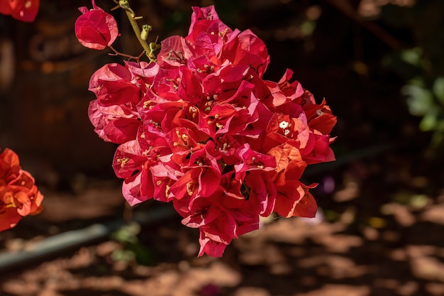 Sierplant bloemen van de soort Bougainvillea glabra