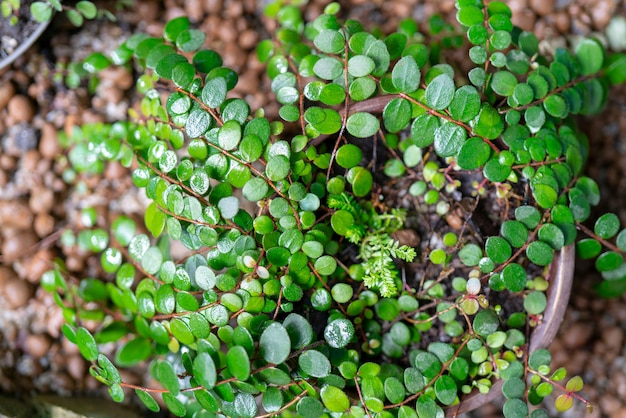 Sierplant met kleine ronde bladeren in een pot. Bovenaanzicht.