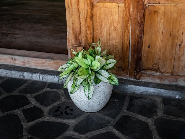 sierplanten in potten naast de deur van het huis