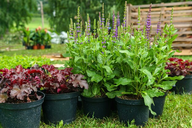 Sierpotplanten voorbereid voor opplant in volle grond, buiten