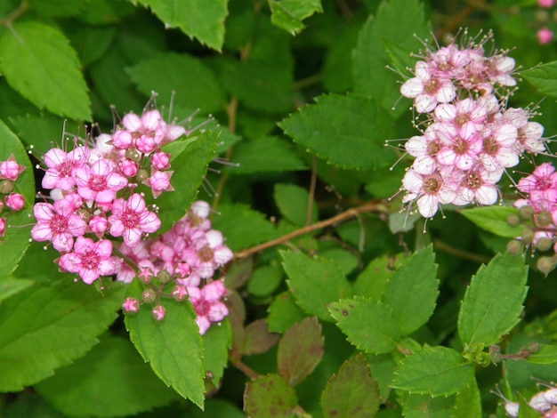 Siertuinstruik met lichtroze bloemenclose-up. Leningrad regio, Rusland.