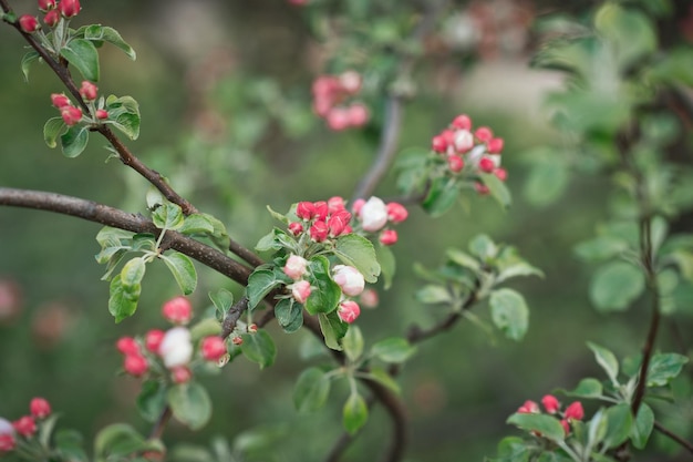 Sievers appelboom een soort appelboom 2995