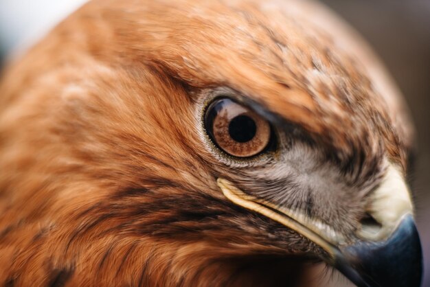 Photo sight of a bird of prey close up