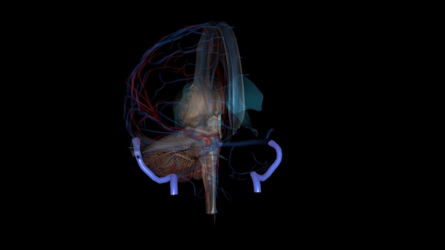 The sigmoid sinus is a paired intracranial venous channel