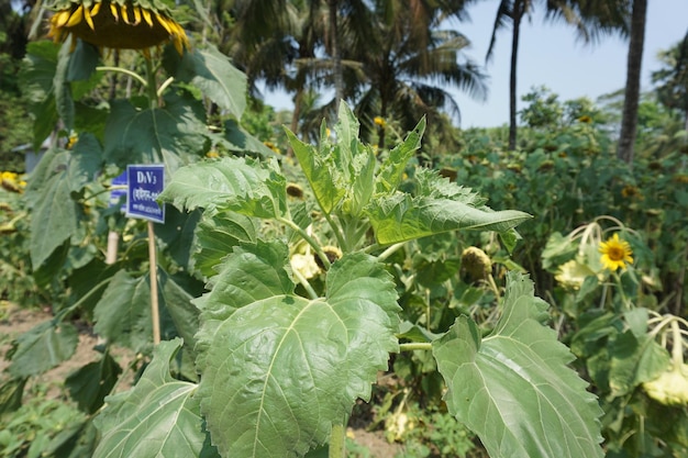 a sign in front of a plant that says  go to the right