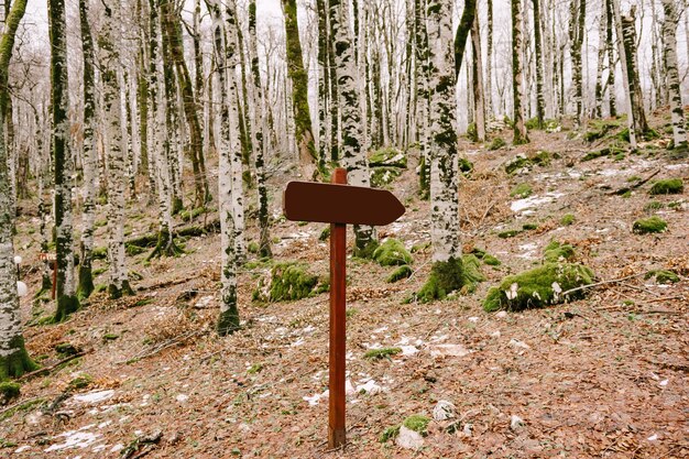 Photo sign on wooden post in forest