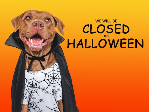 Signboard with the inscription We will be closed on Halloween Cute brown dog and Count Dracula costume Closeup indoors Studio shot Pet care concept